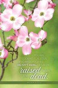Easter - You Are Looking for Jesus, Matt. 28:5b-6a (CEB) - Pkg 100 - Standard Bulletin