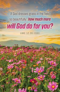 Summer – How Much More?, Luke 12:28 (CEB) – Pkg 100 – Standard Bulletin